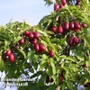 Cornus mas 