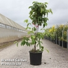 Cornus nuttallii 