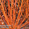 Cornus sanguinea 