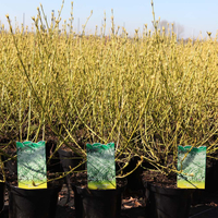 Cornus sericea 