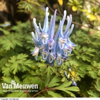 Corydalis flexuosa 