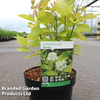 Corylus avellana 