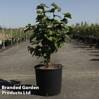 Corylus 