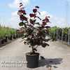 Corylus 