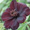 Cosmos atrosanguineus 
