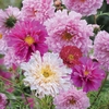 Cosmos bipinnatus 