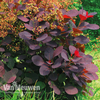 Cotinus coggygria 