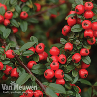 Cotoneaster suecicus 