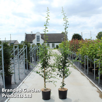 Crataegus media 
