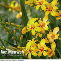 Crocosmia 