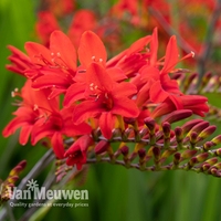 Crocosmia 