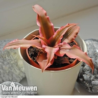 Cryptanthus bivittatus 