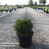 Cryptomeria japonica 