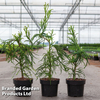 Cryptomeria japonica 