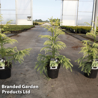 Cryptomeria japonica 