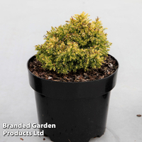 Cryptomeria japonica 