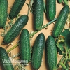 Cucumber 