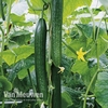 Cucumber 