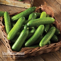 Cucumber 