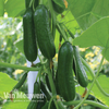 Cucumber 