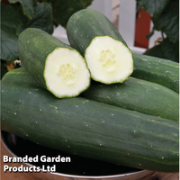 Cucumber 