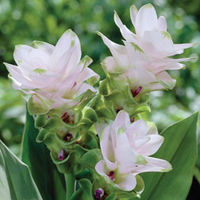 Curcuma alismatifolia 
