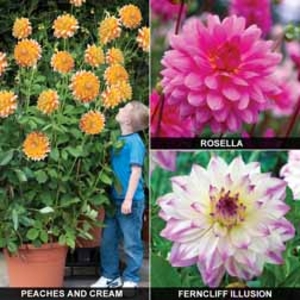Dahlia - Giant Tree Dahlia Collection - 9 tubers