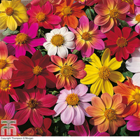 Dahlia coccinea 
