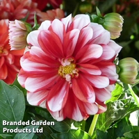 Dahlia 