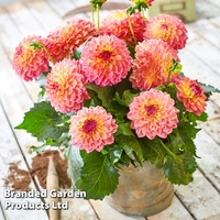 Dahlia Lubega 