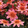 Dahlia 