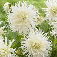 Dahlia 