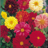Dahlia variabilis 
