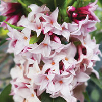 Daphne 