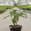 Davidia involucrata 
