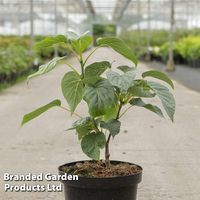 Davidia involucrata 