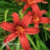 Daylily 