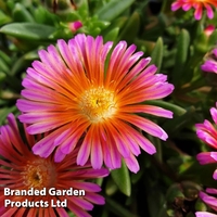 Delosperma Ocean Sunset Orange Glow