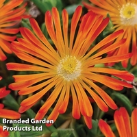 Delosperma Ocean Sunset Orange Vibe