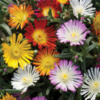 Delosperma 