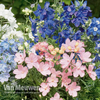 Delphinium grandiflorum 