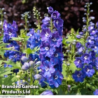 Delphinium 