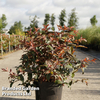 Diervilla splendens 