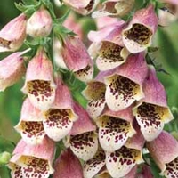 Digitalis 