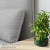 Dracaena sanderiana 