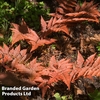 Dryopteris erythrosora var. koidzumiana