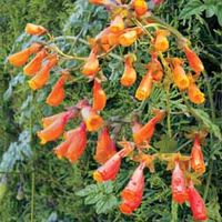 Eccremocarpus scaber 