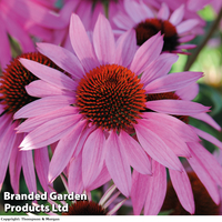 Echinacea 