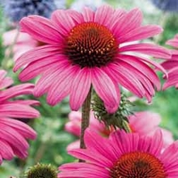 Echinacea purpurea - 4 bare root echinacea plants