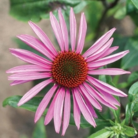 Echinacea purpurea 